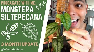 How to Propagate a Monstera Siltepecana  Propagating in Water to Soil She hated LECA 😂 [upl. by Oilerua]