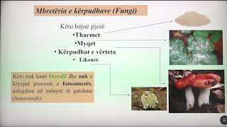 6 06 007  Java e katërt  Biologji  Mbretëritë e botës së gjallë [upl. by Ruff]