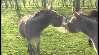 braying donkey at ezelhofbe [upl. by Hance]