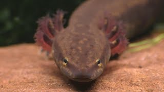 The Mudpuppy A North American Version Of The Axolotl [upl. by Meg15]