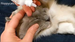 How To Apply Cat Eye Drops  How to Put Eye Drops in a Difficult Cat  Cant Give Cat Eye Drops [upl. by Inilam354]