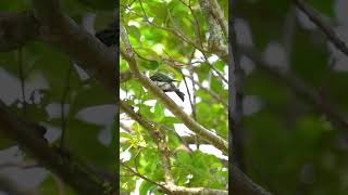 Bluethroated beeeater 蓝喉蜂虎 birds sonysingapore nature [upl. by Amarillas]