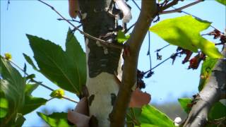 California Sycamore Platanus racemosa San Marcos California [upl. by Krissy]