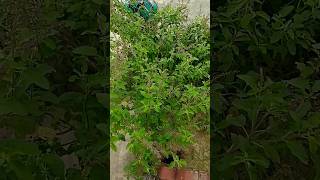 Tulsi Ke Manjari se Karen ya upay flowers gardening garden waterleaf [upl. by Orpha]