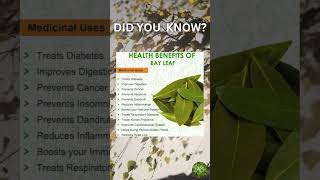 Health Benefits of Bay Leaf [upl. by Mitchael499]