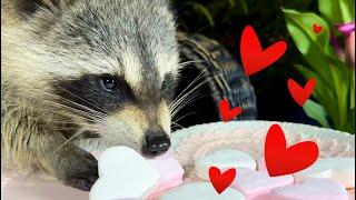 Wild Raccoons Celebrate Valentines Day  Raccoon Eats Marshmallow [upl. by Anilad]