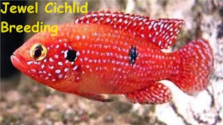 Jewel Cichlid Breeding aquariumfish cichlid fishbreeding [upl. by Uzzia172]