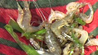 Dried Shrimp or Small Prawn popular food of people Processing by Fishermen झिंगे वाळलेले [upl. by Iridissa482]