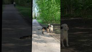 Berger allemand vs golden  Analyse d’intéraction 🔎 canin dogsofttiktok training chien k9 [upl. by Lednahc764]