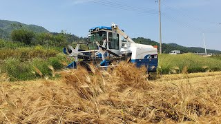 LS MC85 COMBINE HARVESTER BY BARLEYamp Secale cereale LS범용콤바인 호밀amp 보리 수확 [upl. by Tellford850]