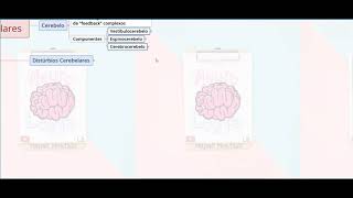 Função Cerebelar e Síndromes Cerebelares  P2  NeuroLogia em Mapas Mentais espinoce cerebrocer [upl. by Alphonsa]