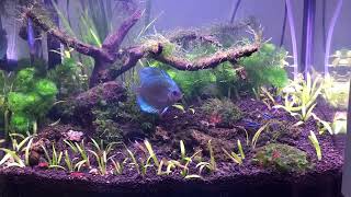 My 1St Aquascape Boyu Aquarium [upl. by Kenay]