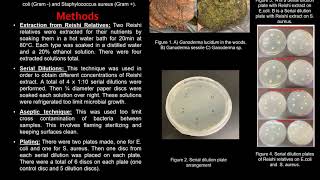 Investigating the Antibiotic Properties of Ganoderma lucidum Extract  Ashley McIntosh [upl. by Onilatac252]