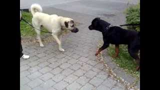 Rottweiler vs Kangal Dangerous Meeting [upl. by Ashlen]