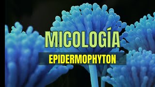 EPIDERMOPHYTON  Micología tema 7  Microbacter [upl. by Buyer]