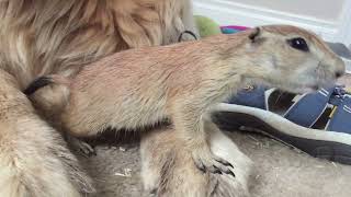 Prairie dog popcorn loves his friend golden retriever [upl. by Babbette]