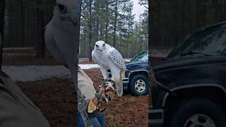 Surprise Falconry Meet Goshawk Harris Hawk Gyrfalcon falconry hunting birds [upl. by Bettencourt197]