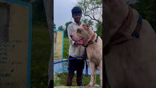 Chennai Bully Kutta doglover bullykutta rottweilerlove pets trending viralvideo ytshorts [upl. by Sirois363]