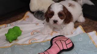 Cavapoo Puppy Hank SD 480p [upl. by Yran]