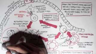 Part I  Mucosal Immunity [upl. by Fulcher368]