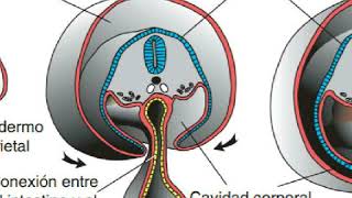 Tubo intestinal y cavidades corporales  Embriología [upl. by Bradwell]