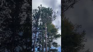 Dangerously Windy at 50ft up arborcare treecare arborist treeremoval chainsaw arborcare [upl. by Lyred220]