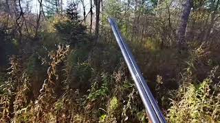 Hunting Woodcock in Maine with Kleiner Münsterländer Small Munsterlander Pointer [upl. by Xymenes176]