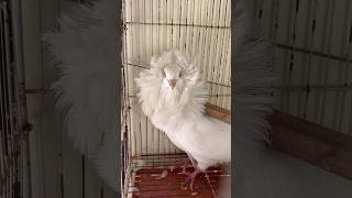 Fancy kabotar pakr liya😱 viralvideo birds pigeon foryou lovebirds mostviral fyp [upl. by Petra]