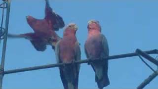 Galah cockatoos central Australia [upl. by Chelsae687]