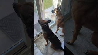 Dogs crying to see grandpa shorts fyp belgianmalinois viral [upl. by Stearn]