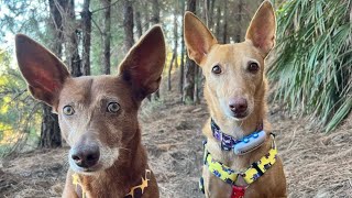 🔵VENTAJAS de TENER UN PODENCO ANDALUZ vas a adoptar ❤️ podenco andaluz Chuchos selectos [upl. by Selle]