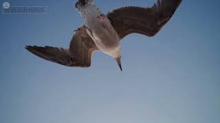 Amazing Flock of Seagulls Witness the Beauty of Nature in Flight [upl. by Prosser]