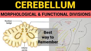 Cerebellum  2  Morphological amp Functional Divisions [upl. by Penrose]