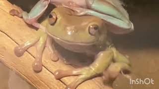 Mischievous dumpy tree frog eating finger 🐸 shorts [upl. by Nabi444]