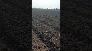 BarlayJo after Germination 191124 pqnk organicfarming barley sindh [upl. by Constant]