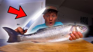 CATCH AND COOK  ZEEBAARS VANGEN EN OPETEN  VLOG 96 [upl. by Gilberto]