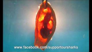 Bamboo Shark Embryo [upl. by Kreiker150]