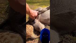 Meerkat the minki helping clean bennie the warthog wildlife meerkat [upl. by Anerehs]