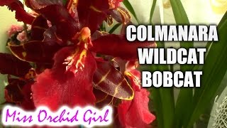 Colmanara Oncostele Wildcat Bobcat [upl. by Savinirs828]