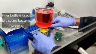 Subculturing  Passaging cancer cells  Prostate Cell Sub Culturing  C42 [upl. by Ahsilaf]