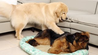 German Shepherd Wants to Occupy Golden Retrievers New Bed [upl. by Sorodoeht]