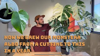 How we Grew our Monstera Albo from a Cutting to this in a Year [upl. by Streeter]