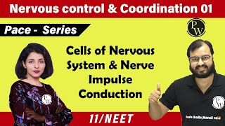 Nervous Control amp Coordination 01  Cells of Nervous System amp NerveI Impulse Conduction  11  NEET [upl. by Akenaj]