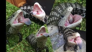 UNBOXING The Most Aggressive Axanthic Halmahera Bluetongued Skink Kadal Panana [upl. by Pokorny955]