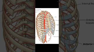 Thoracic wall  intercostal vessels and nerves [upl. by Ived488]