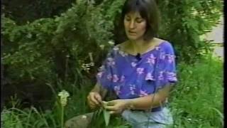 Edible amp Medicinal Herbs 1  Part 1 from herbaltransitionscom [upl. by Mickey519]