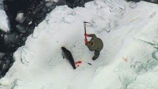 2014 Canadian Seal Hunt Exposed [upl. by Simdars456]