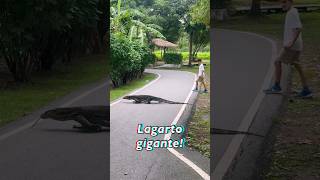 Cara a cara con lagarto gigante 😱 [upl. by Gladys]