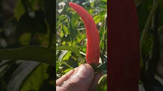 Chilis Life in 7 Seconds 🌶️ [upl. by Chemesh]