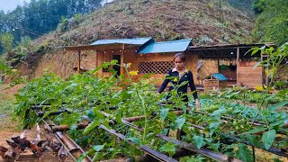 Harvest grapefruit and sell it to earn extra income to cover your living expenses [upl. by Aleahpar]